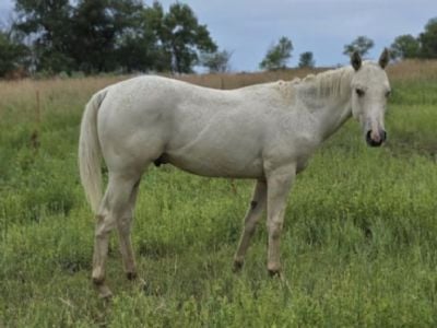 Magnetar Drift JW <BR>AQHA 6376242